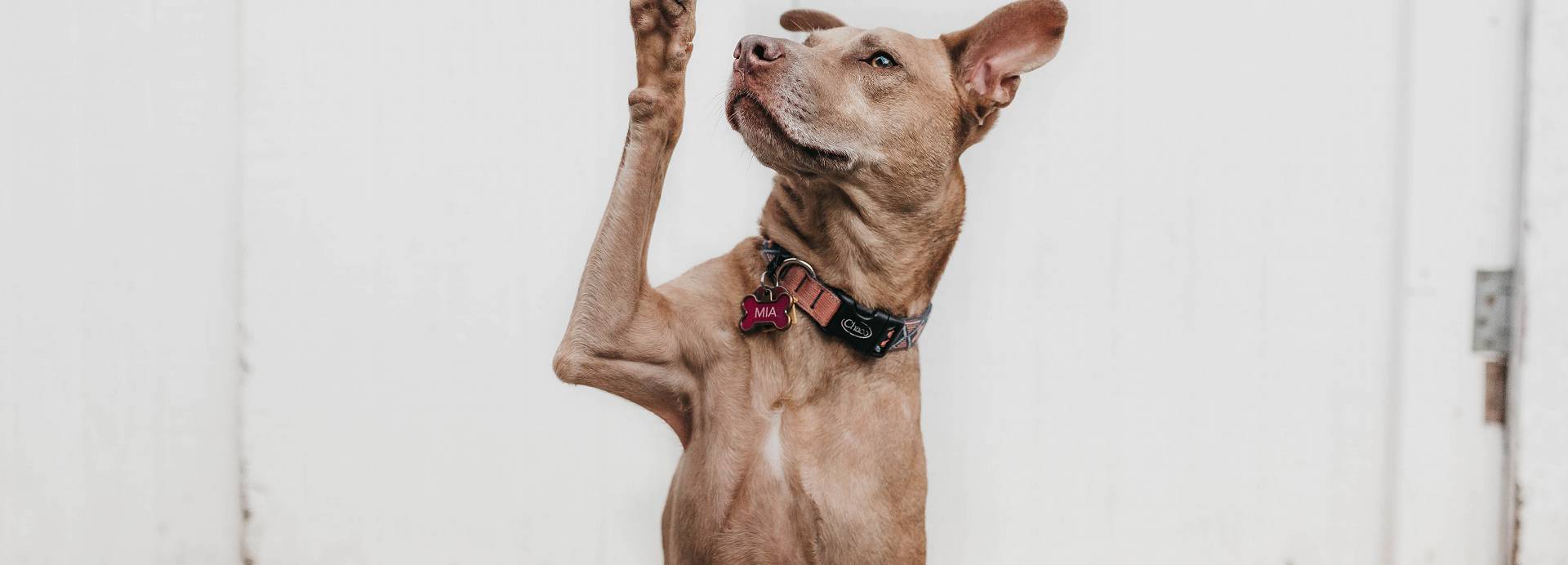 A brown dog raises its paw, like it's asking a question