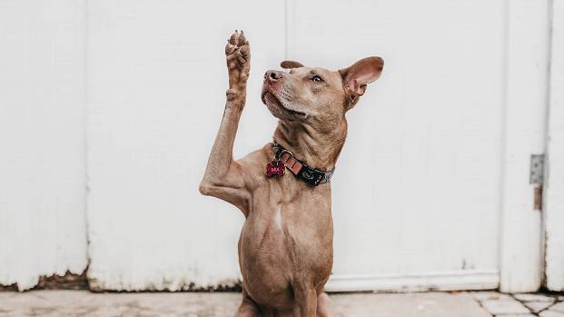 A brown dog raises its paw, like it's asking a question
